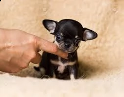 regalo per cuccioli di chihuahua mini giocattolo whatsapp 34 632009849