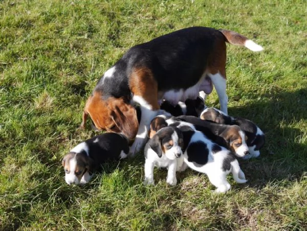 cuccioli di beagle 