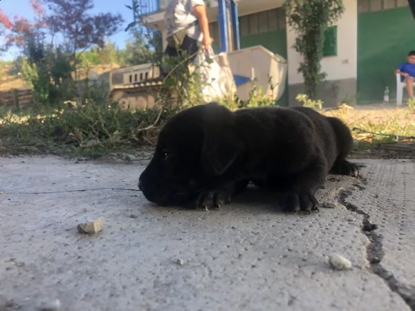cane bracco 2 mesi di vita | Foto 6