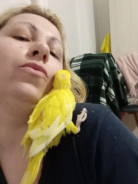 PAPPAGALLINI ADDESTRATI A MANO IN TUTTA ITALIA | Foto 4