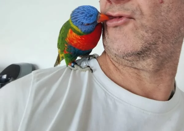 PAPPAGALLINI ADDESTRATI A MANO IN TUTTA ITALIA | Foto 2