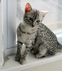 gattini