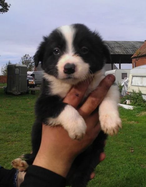 cuccioli di border collie femminucce e maschietti disponibili per ladozione gratuita i cuccioli son
