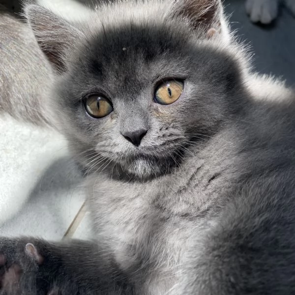 Gattini britisch e scottisch | Foto 4