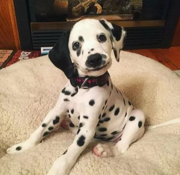 Sottobicchiere Con Cuccioli Di Cane Dalmata – Simpatico Regalo Per Amanti Degli Animali – 9,5x9,5 Cm