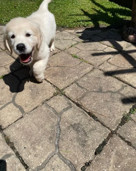 golden retriever cuccioli