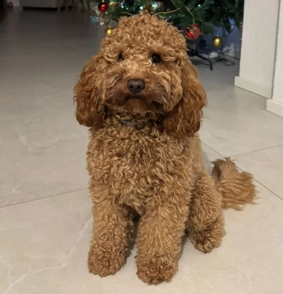 Cuccioli di barboncino nano