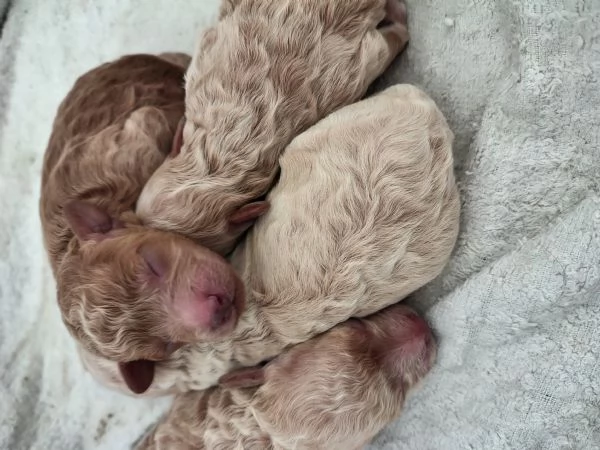 Cuccioli di barboncino nano | Foto 4