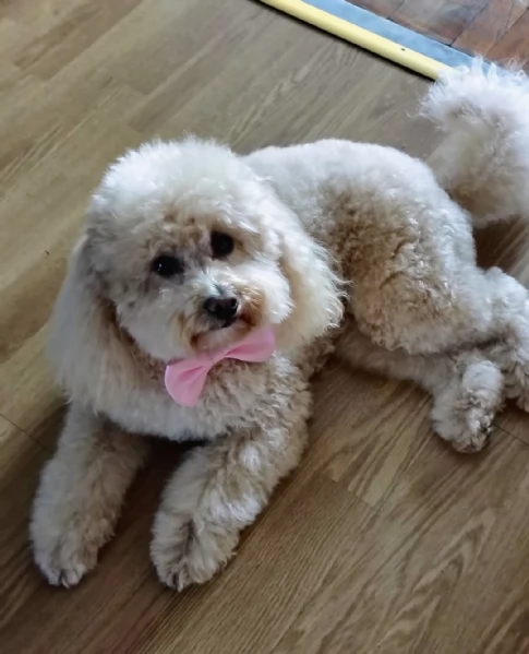 Cuccioli di barboncino nano | Foto 3