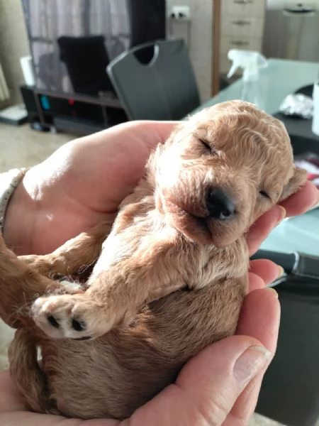 Cuccioli di barboncino nano | Foto 2