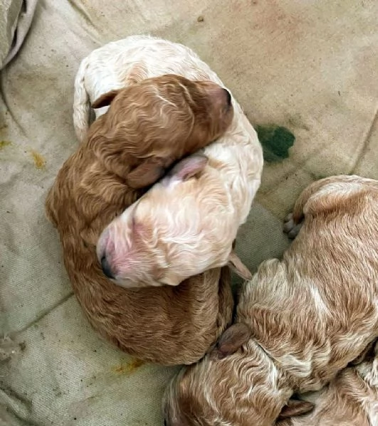 Cuccioli di barboncino nano | Foto 1