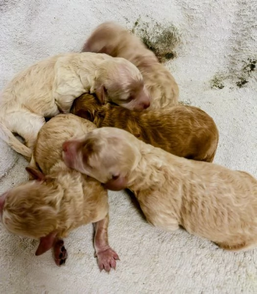 Cuccioli di barboncino nano | Foto 0