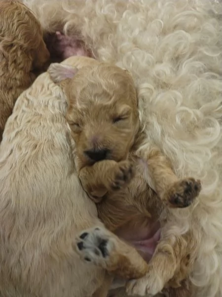Cuccioli di barboncino nano | Foto 0