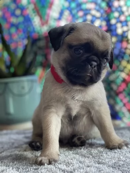 adotta un cucciolo di carlino whatsapp  0039 353 317 4023  | Foto 2