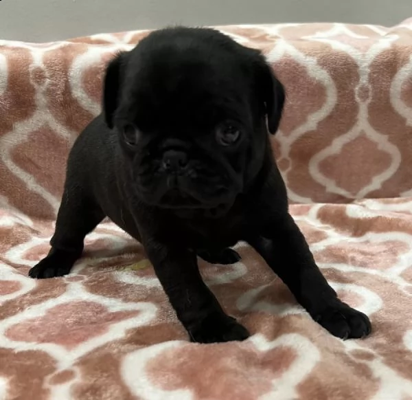 adotta un cucciolo di carlino whatsapp  0039 353 317 4023  | Foto 1