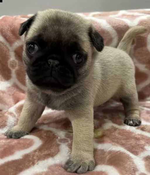 adotta un cucciolo di carlino whatsapp  0039 353 317 4023  | Foto 0