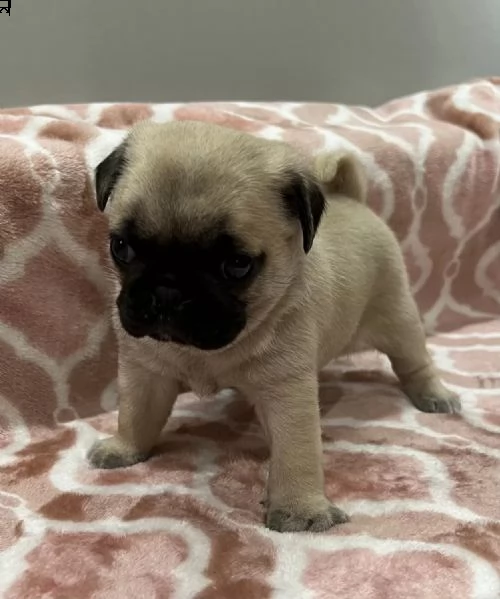adotta un cucciolo di carlino whatsapp  0039 353 317 4023 