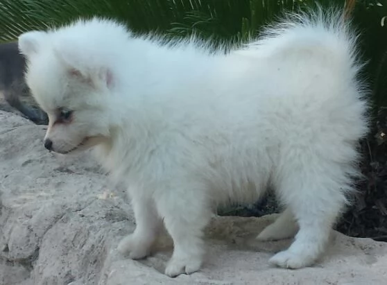 cuccioli di Spitz di Pomerania | Foto 2