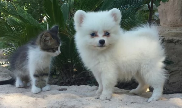 cuccioli di Spitz di Pomerania | Foto 1