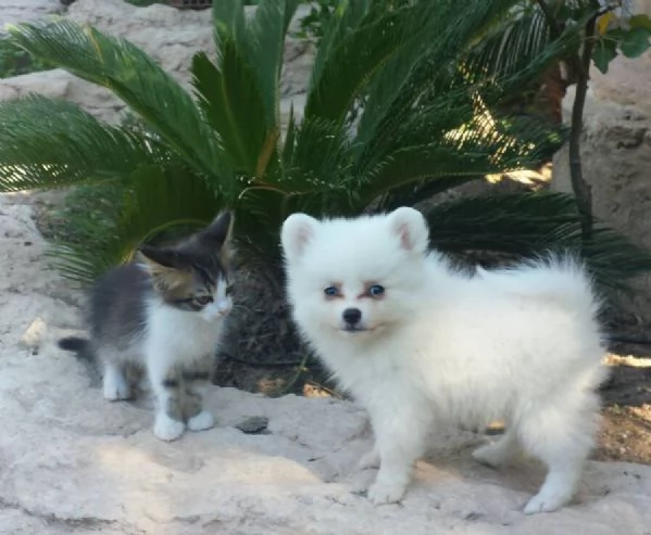 cuccioli di Spitz di Pomerania