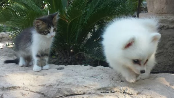 cuccioli di Spitz di Pomerania | Foto 0