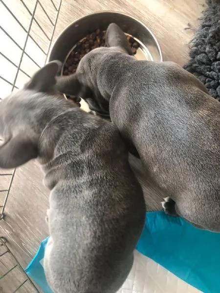 stupendi cuccioli di Bouledogue Francese | Foto 5