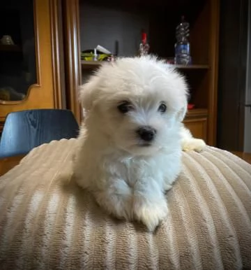 Disponibile Ulrimi cucciolo di maltese maschioe femmina | Foto 4