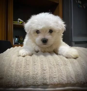 Disponibile Ulrimi cucciolo di maltese maschioe femmina | Foto 1