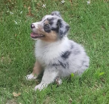 Australian shepherd blue merle