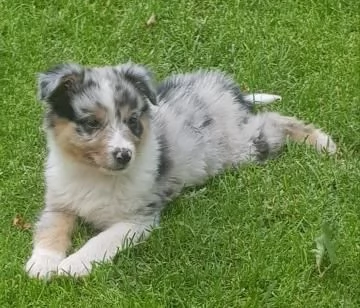 Australian shepherd blue merle | Foto 2