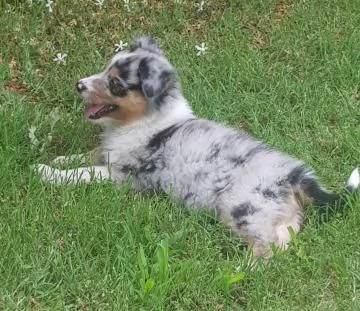 Australian shepherd blue merle | Foto 1