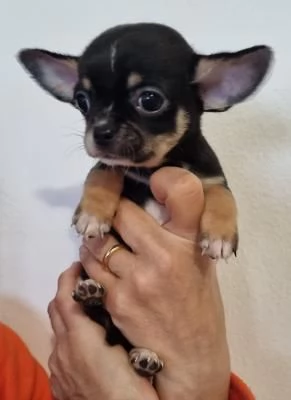 Maschio e femmina chihuahua pronti con pedigree