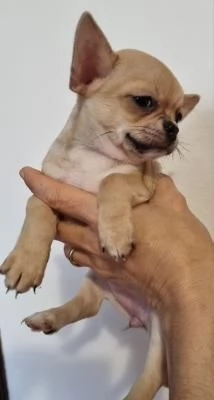 Maschio e femmina chihuahua pronti con pedigree | Foto 2