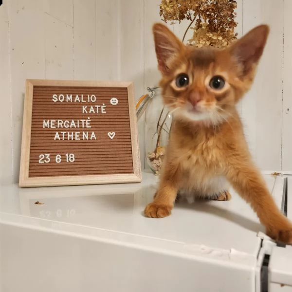 gattini somali | Foto 1