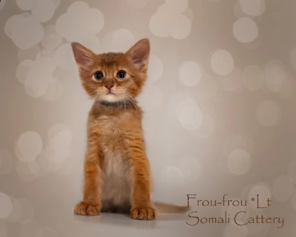 gattini somali | Foto 1