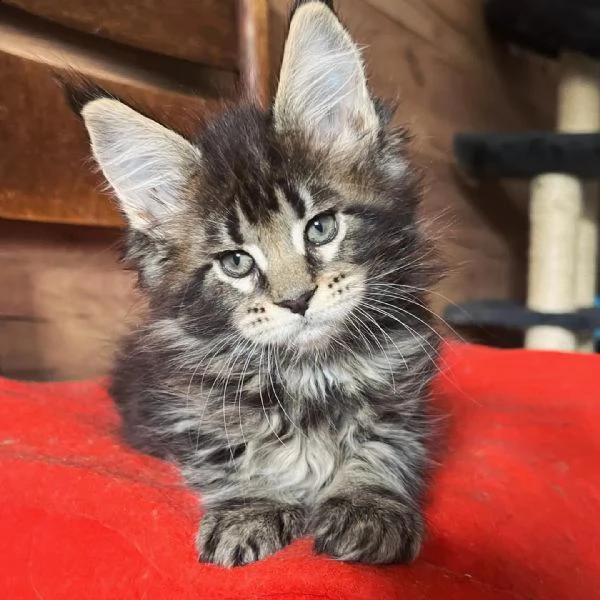 gattini maine coons  | Foto 4