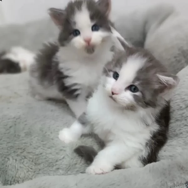 gattini maine coons  | Foto 1