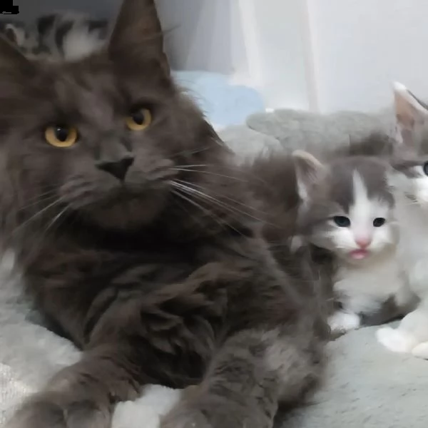 gattini maine coons  | Foto 0