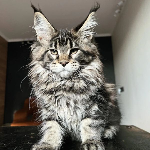 Insegna Metallica Personalizzata Con Gatto Maine Coon – Targa Per Parete In Acciaio Verniciato, Regalo Divertente Per Amanti Dei Gatti