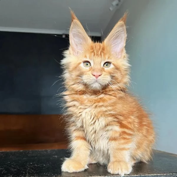 gattini maine coons 