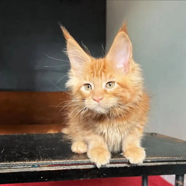 gattini maine coons  | Foto 0