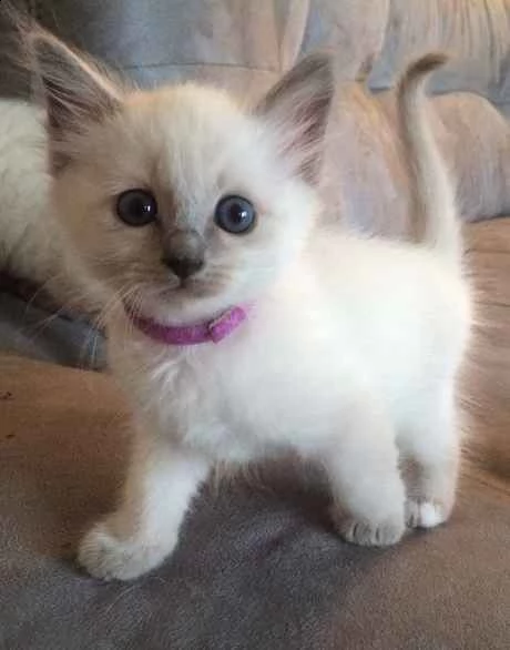 affettuosi gatto siamese
