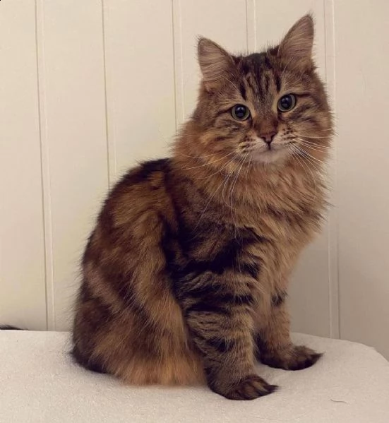 affettuosi gattini siberiano