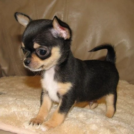 cuccioli di chihuahua in adozione
