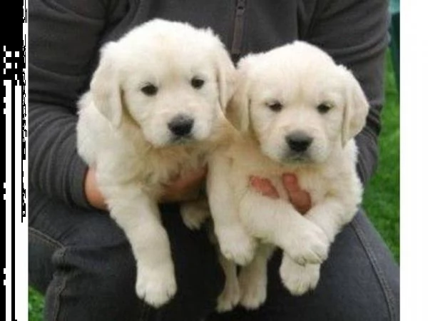 golden retriever cuccioli
