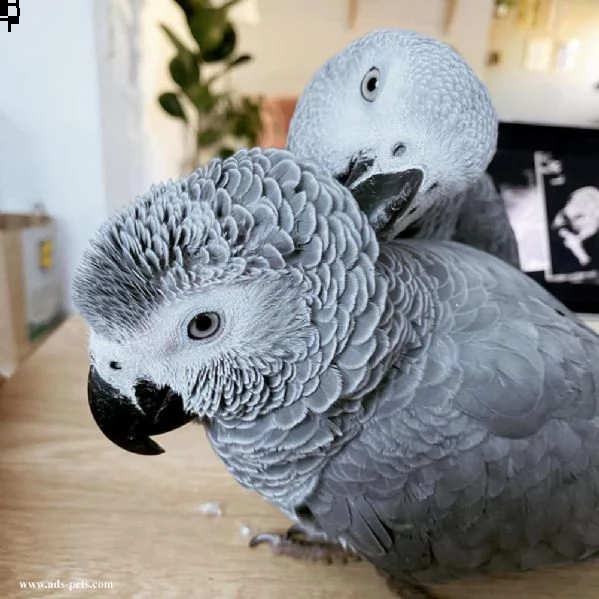 Peluche pappagallo parlante giocattolo - Mazzeo giocattoli