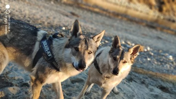 cuccioli di lupo cecoslovacco con pedigree  | Foto 1