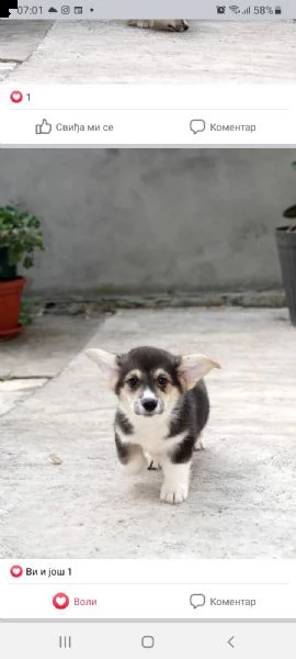corgi gallese pembroke cuccioli top | Foto 6