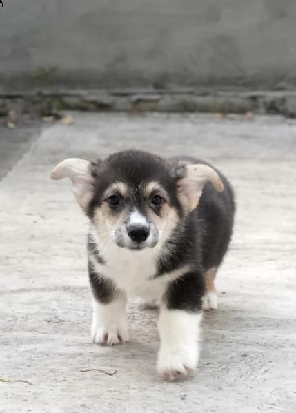 corgi gallese pembroke cuccioli top | Foto 5