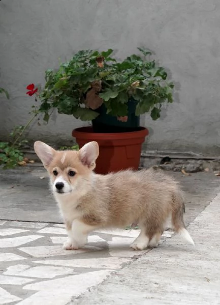 corgi gallese pembroke cuccioli top | Foto 4